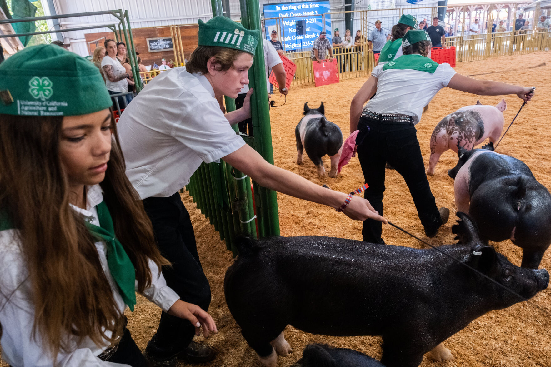 4-H at the Fair